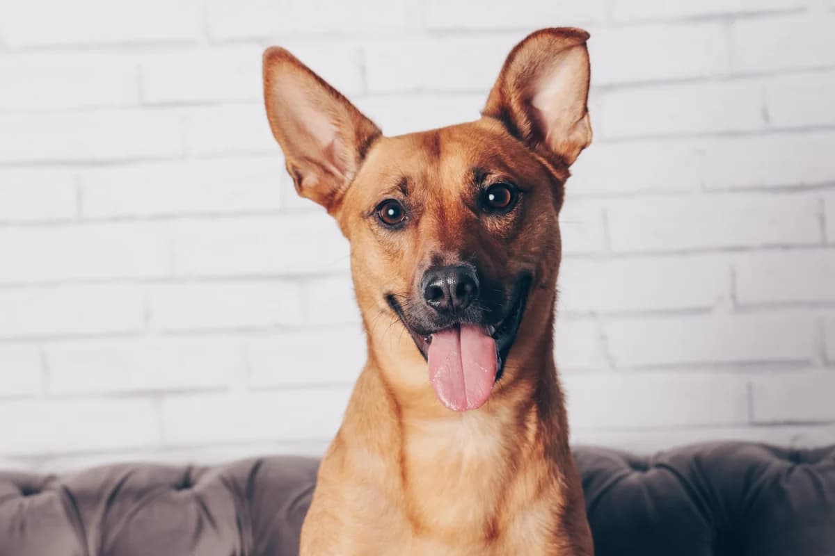 Kaleo, male 3yo Mixed Breed for adoption at Ein Herz für Streuner e.V., München