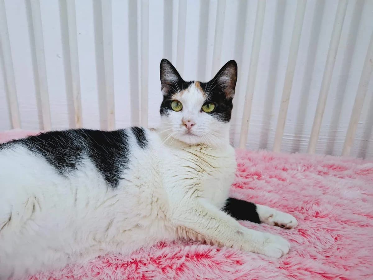 Kalimera, female young Mixed Breed for adoption at Ein Herz für Streuner e.V., München