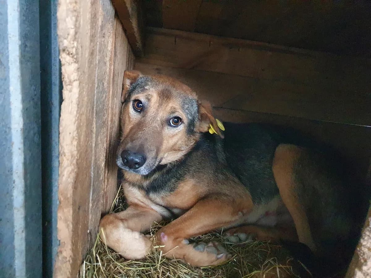 Kalle, male 4yo Mixed Breed for adoption at Ein Herz für Streuner e.V., München