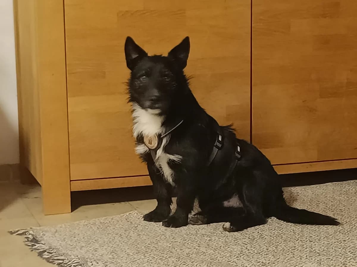 Kalle, male 6yo Mixed Breed for adoption at Ein Herz für Streuner e.V., München