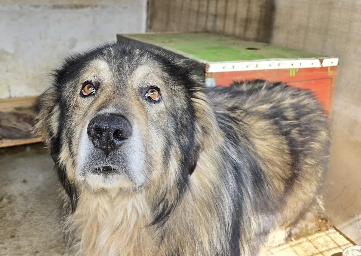 Kalle, male senior Mixed Breed for adoption at Ein Herz für Streuner e.V., München