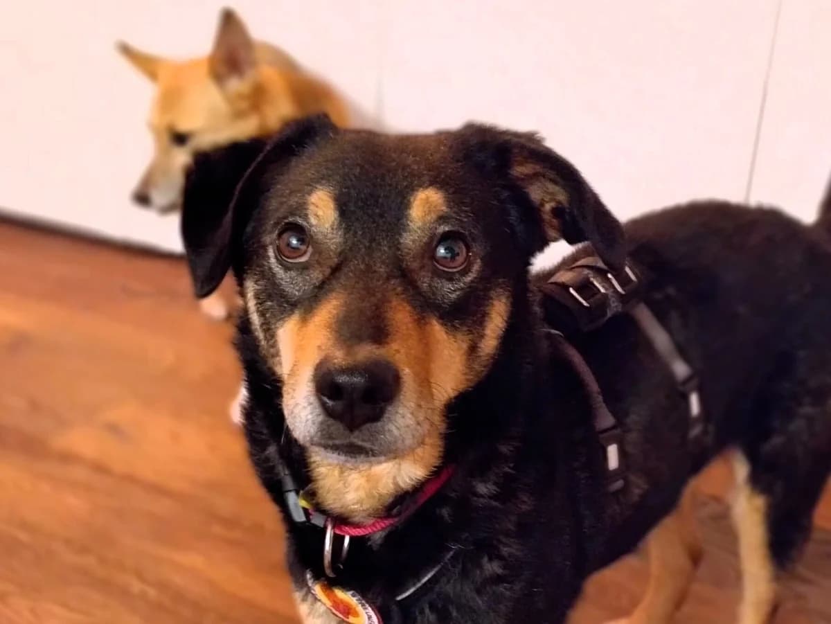 Kalli, male 5yo Mixed Breed for adoption at Ein Herz für Streuner e.V., München