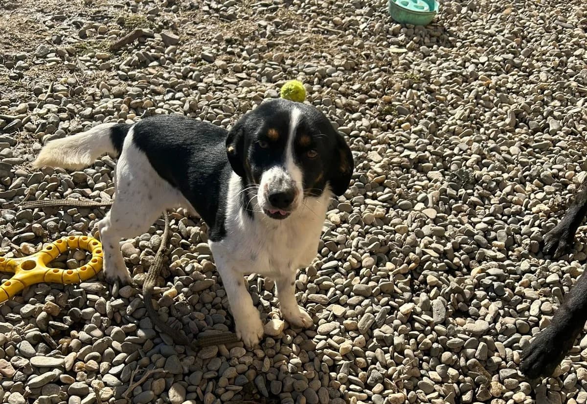 Kally, male puppy Mixed Breed for adoption at Ein Herz für Streuner e.V., München