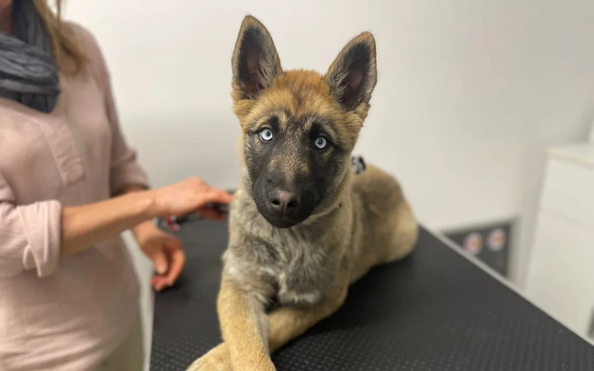 Kaluha, female puppy Mixed Breed for adoption at Ein Herz für Streuner e.V., München