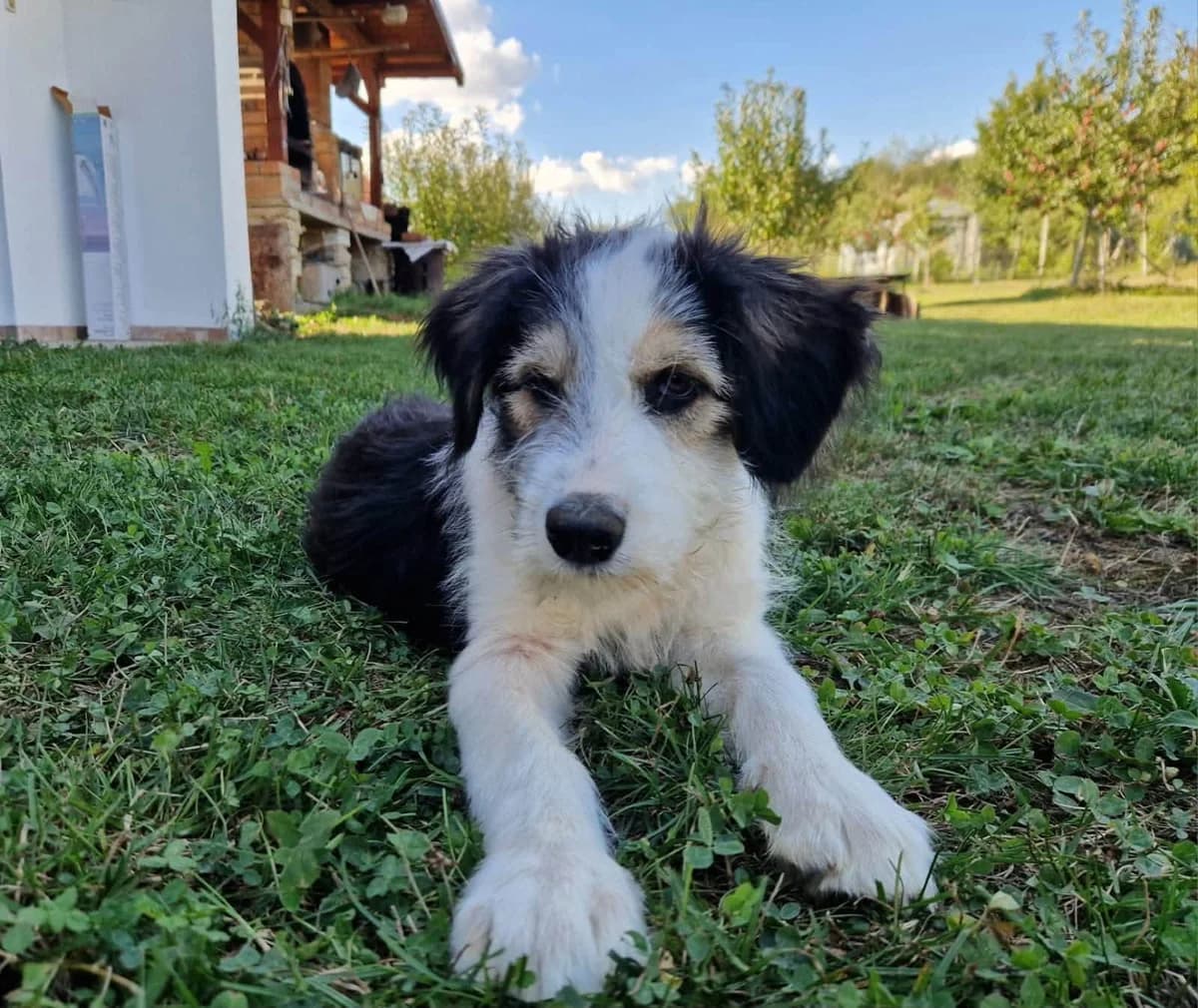 Kaly, female puppy Mixed Breed for adoption at Ein Herz für Streuner e.V., München