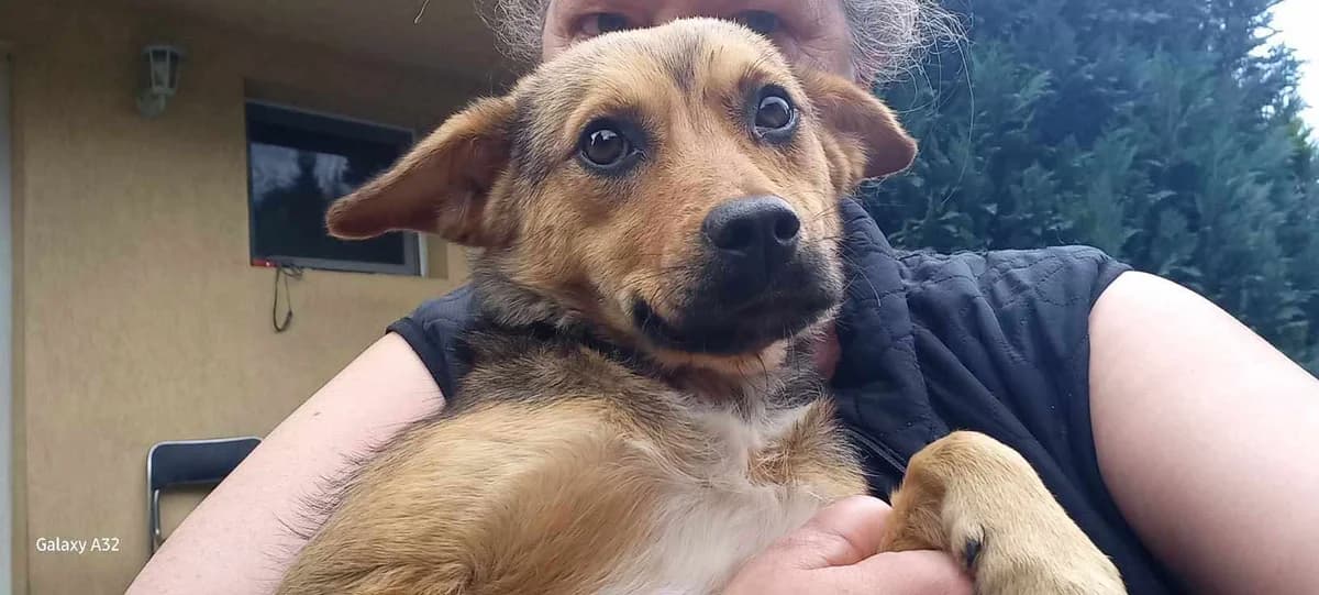 Kami, female 5yo Mixed Breed for adoption at Ein Herz für Streuner e.V., München