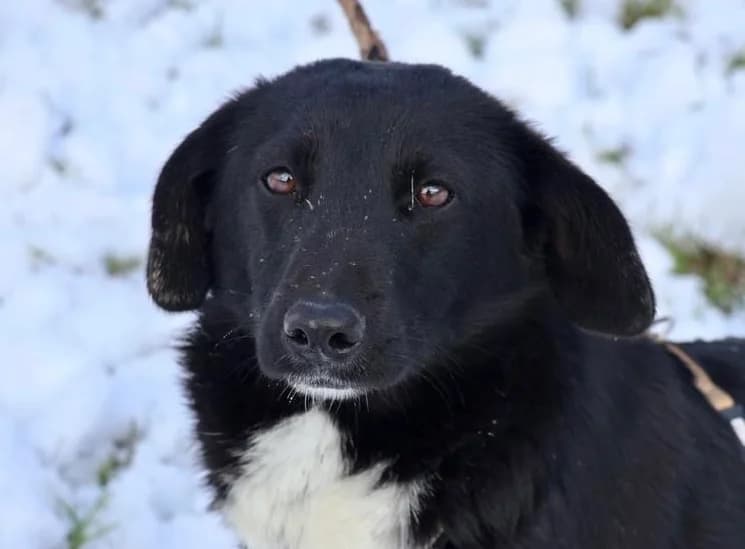 Kamil, schwarz female young Mixed Breed for adoption at Ein Herz für Streuner e.V., München