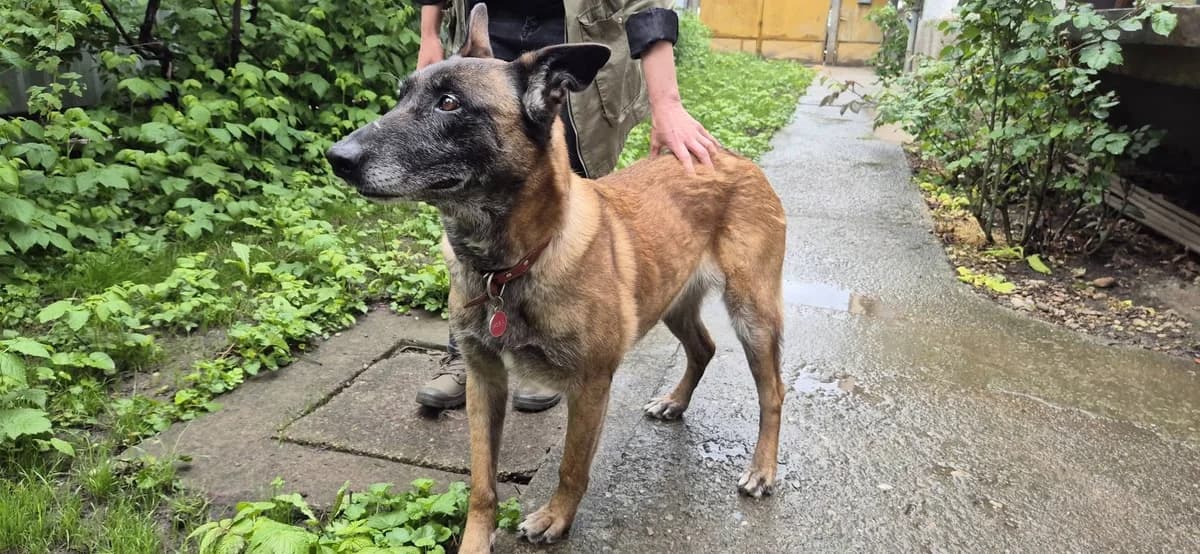Kamilla, female 5yo Mixed Breed for adoption at Ein Herz für Streuner e.V., München