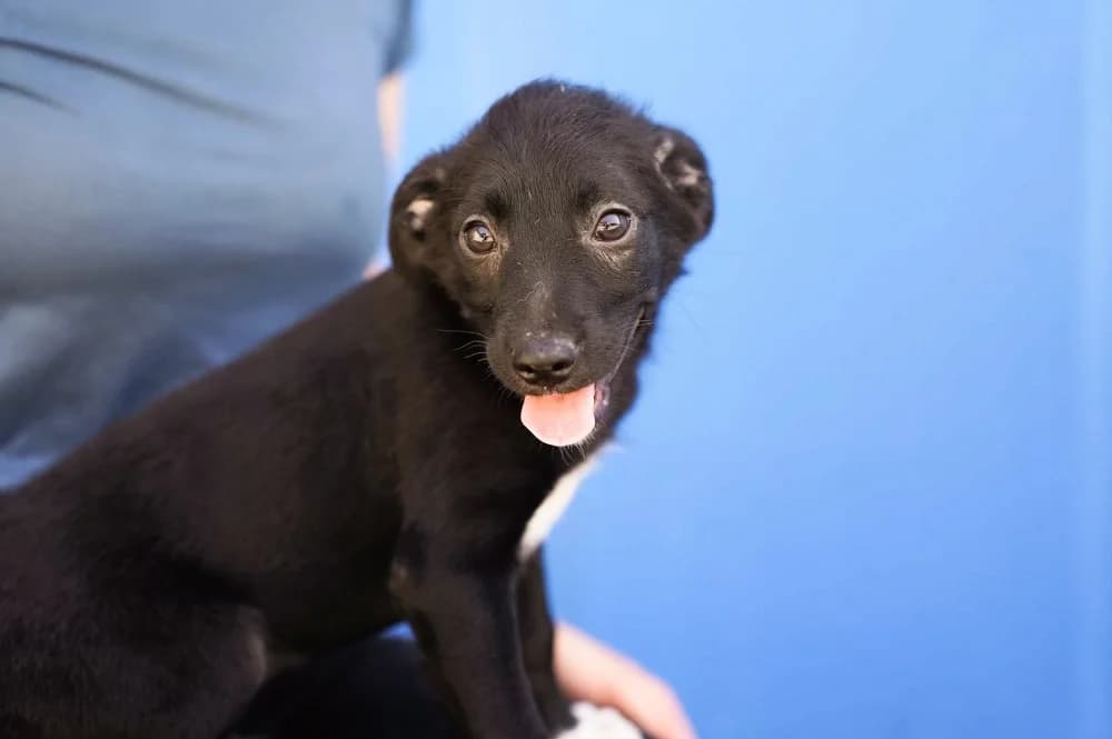 Kamiro, weiß male puppy Mixed Breed for adoption at Ein Herz für Streuner e.V., München