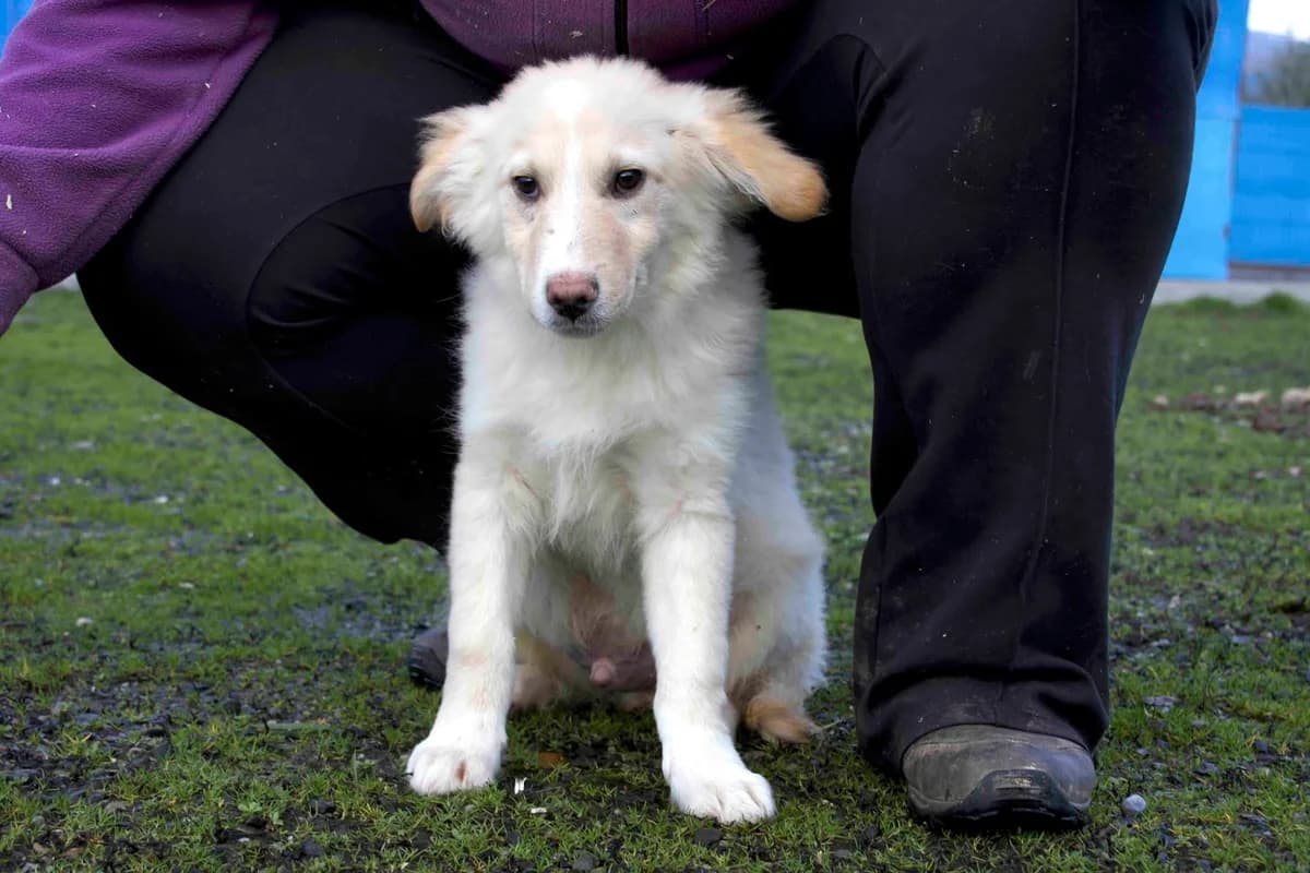 Kamuy, sand male puppy Mixed Breed for adoption at Ein Herz für Streuner e.V., München