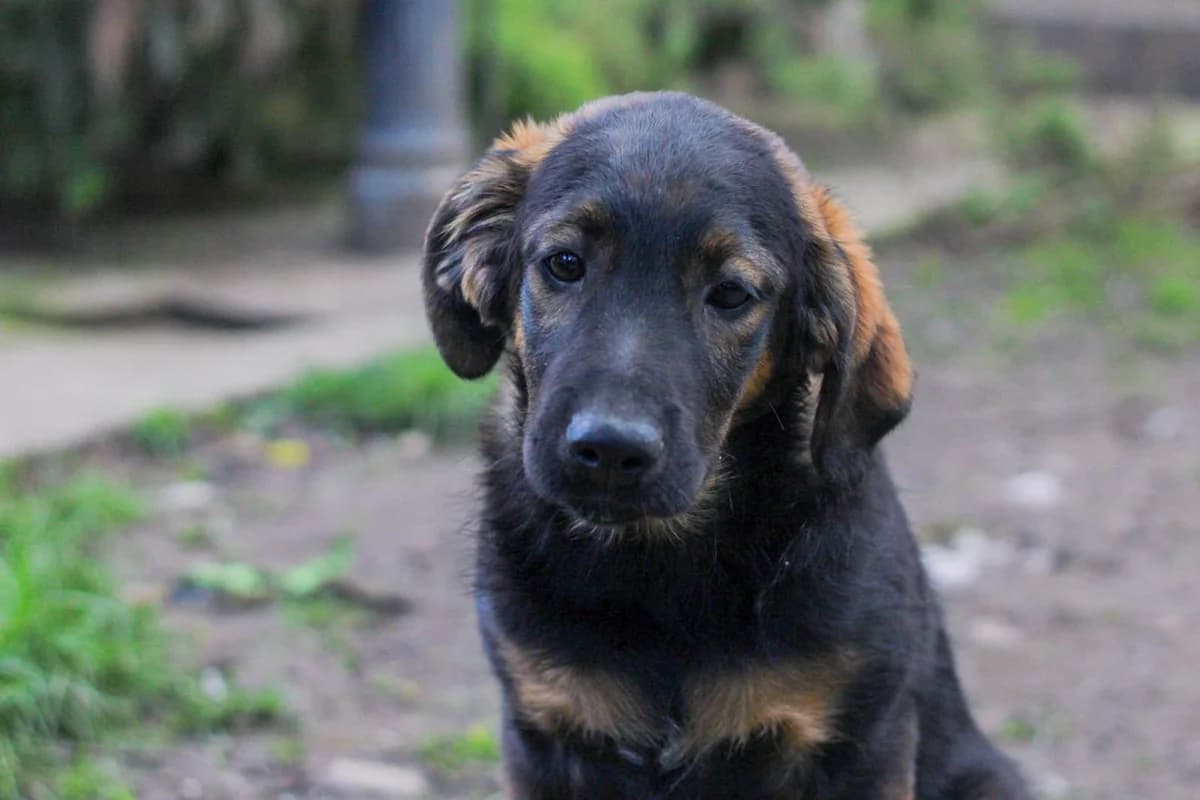Kana, schwarz male puppy Mixed Breed for adoption at Ein Herz für Streuner e.V., München