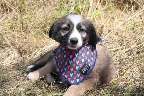 Kanae, female young Mixed Breed for adoption at Ein Herz für Streuner e.V., München