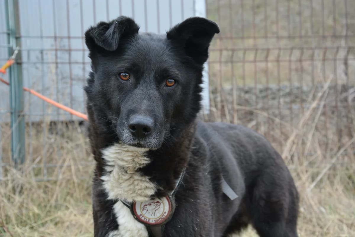 Kanani, female 7yo Mixed Breed for adoption at Ein Herz für Streuner e.V., München
