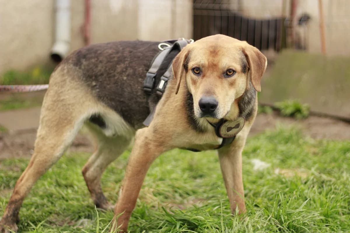 Kane, schwarz male 4yo Mixed Breed for adoption at Ein Herz für Streuner e.V., München