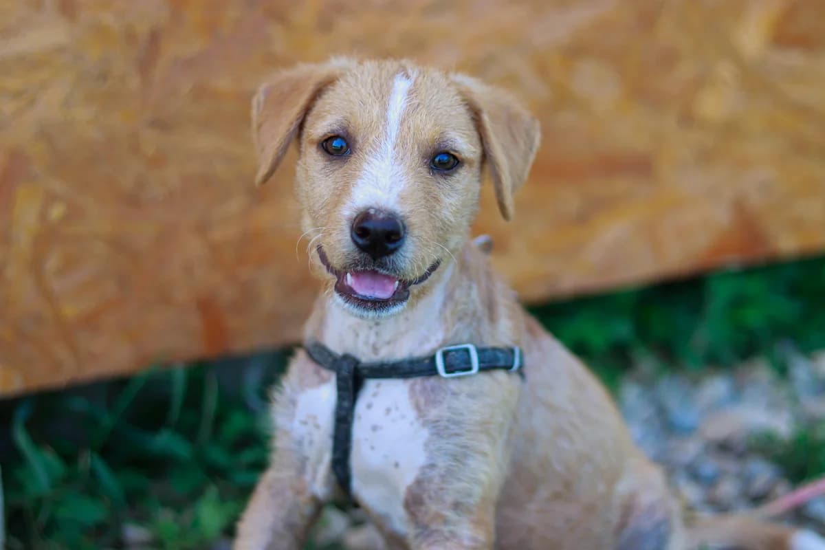 Kanela, weiß female puppy Mixed Breed for adoption at Ein Herz für Streuner e.V., München