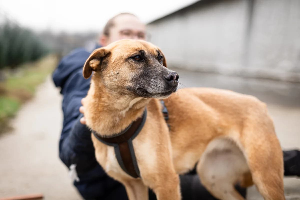 Kanja, female 5yo Mixed Breed for adoption at Ein Herz für Streuner e.V., München