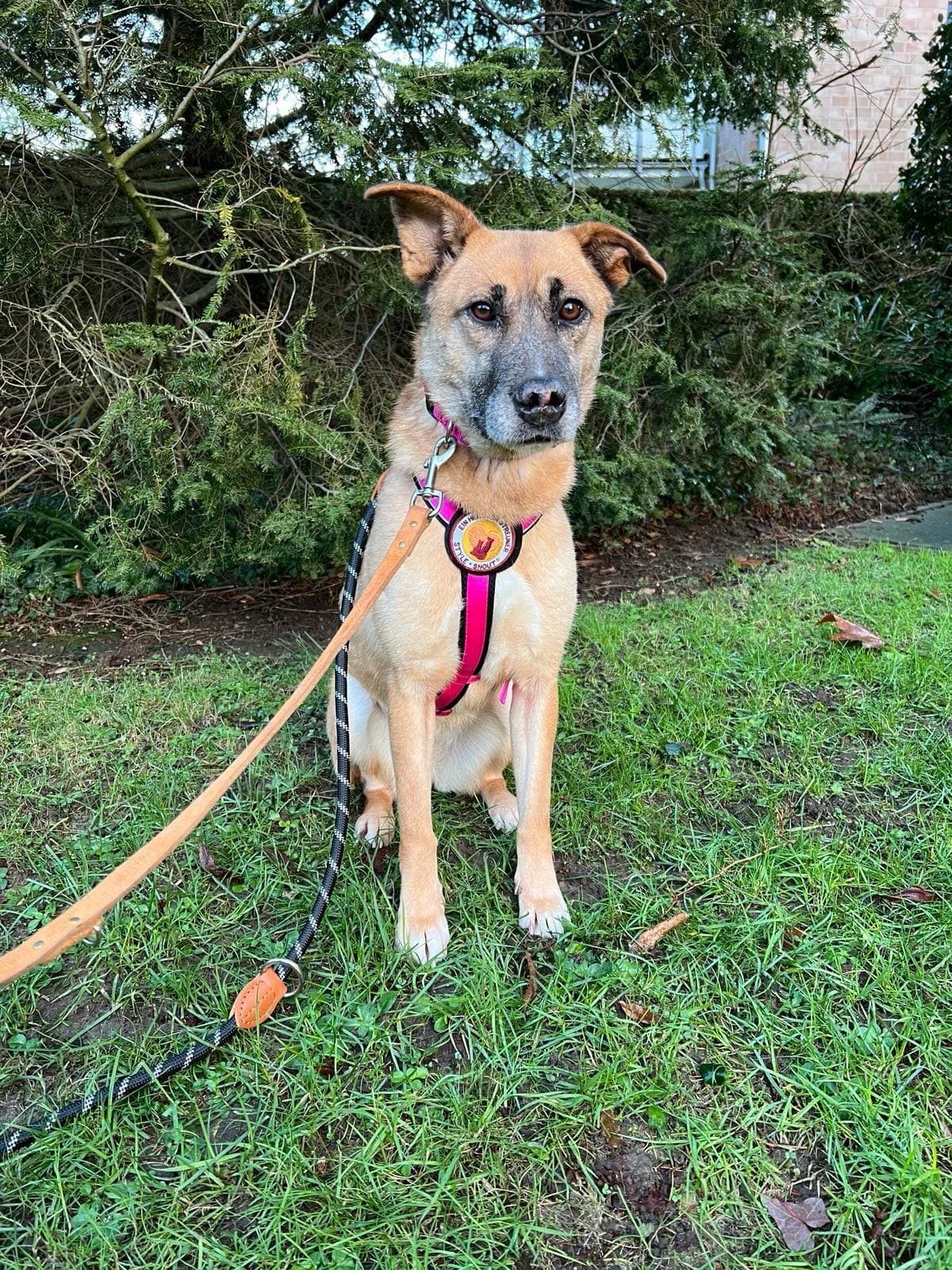 Kanja, female 5yo Mixed Breed for adoption at Ein Herz für Streuner e.V., München