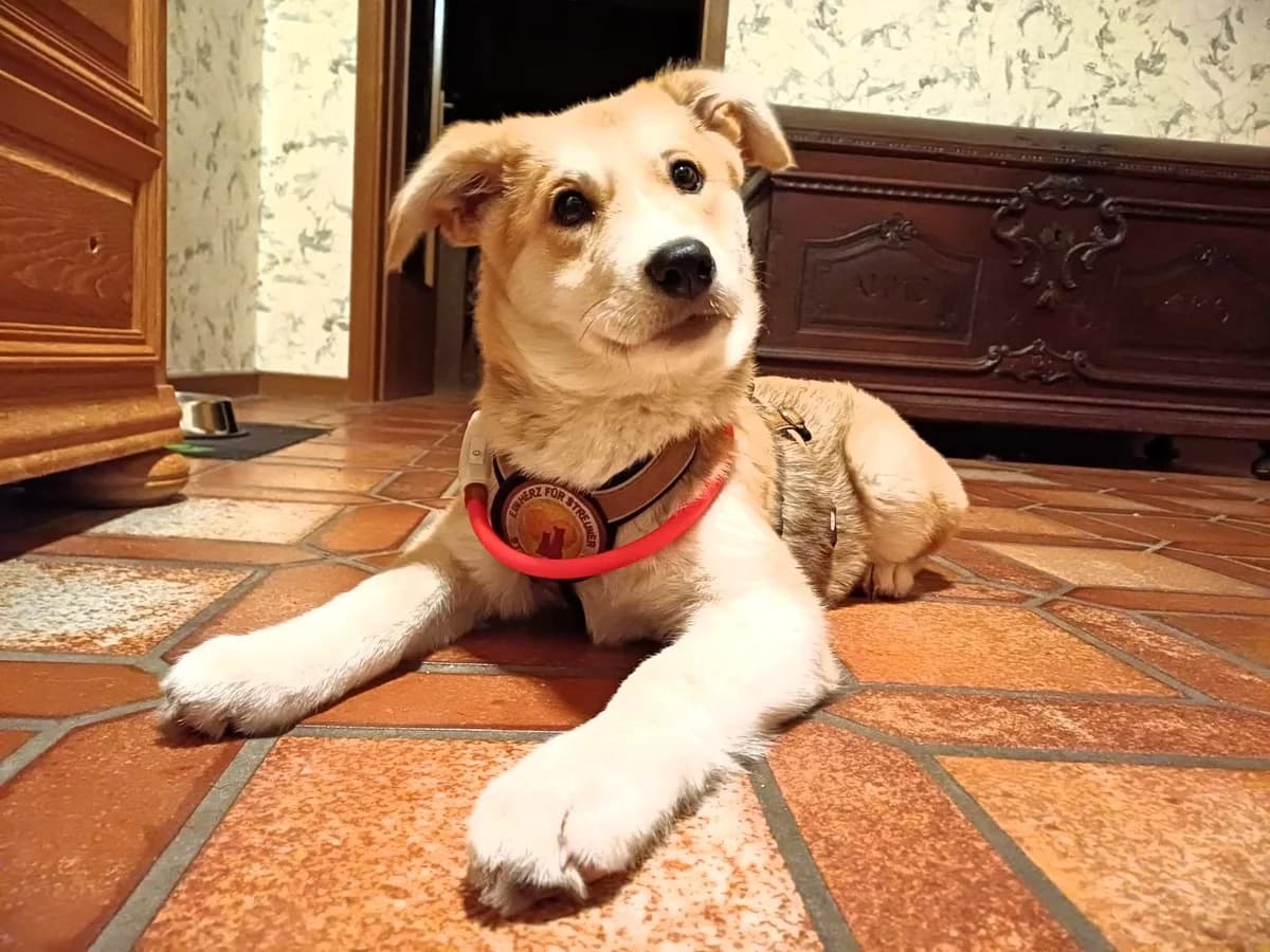 Kara, female puppy Mixed Breed for adoption at Ein Herz für Streuner e.V., München