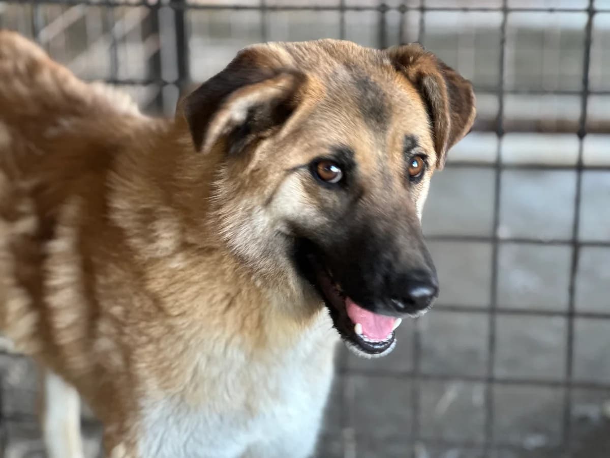 Karamell, beige male young Mixed Breed for adoption at Ein Herz für Streuner e.V., München
