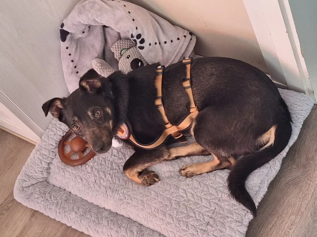 Karamell, male 5yo Mixed Breed for adoption at Ein Herz für Streuner e.V., München