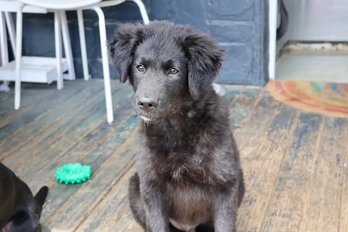 Karhu, male puppy Mixed Breed for adoption at Ein Herz für Streuner e.V., München