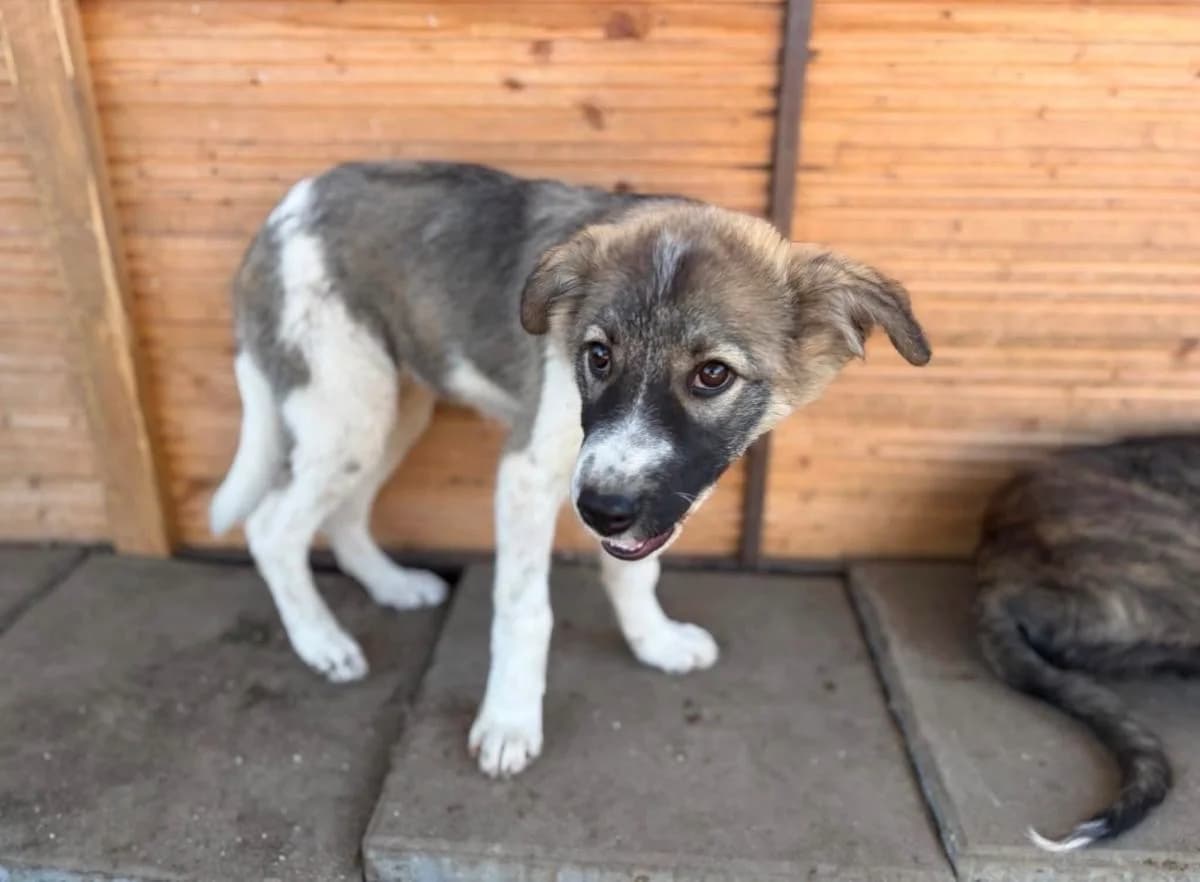 Kari, female puppy Mixed Breed for adoption at Ein Herz für Streuner e.V., München
