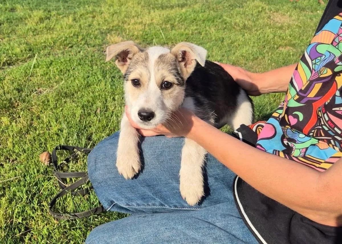 Karin, female puppy Mixed Breed for adoption at Ein Herz für Streuner e.V., München