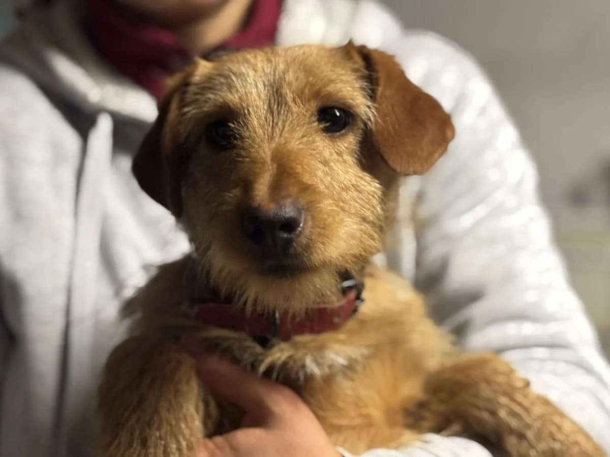 Karl, male puppy Mixed Breed for adoption at Ein Herz für Streuner e.V., München