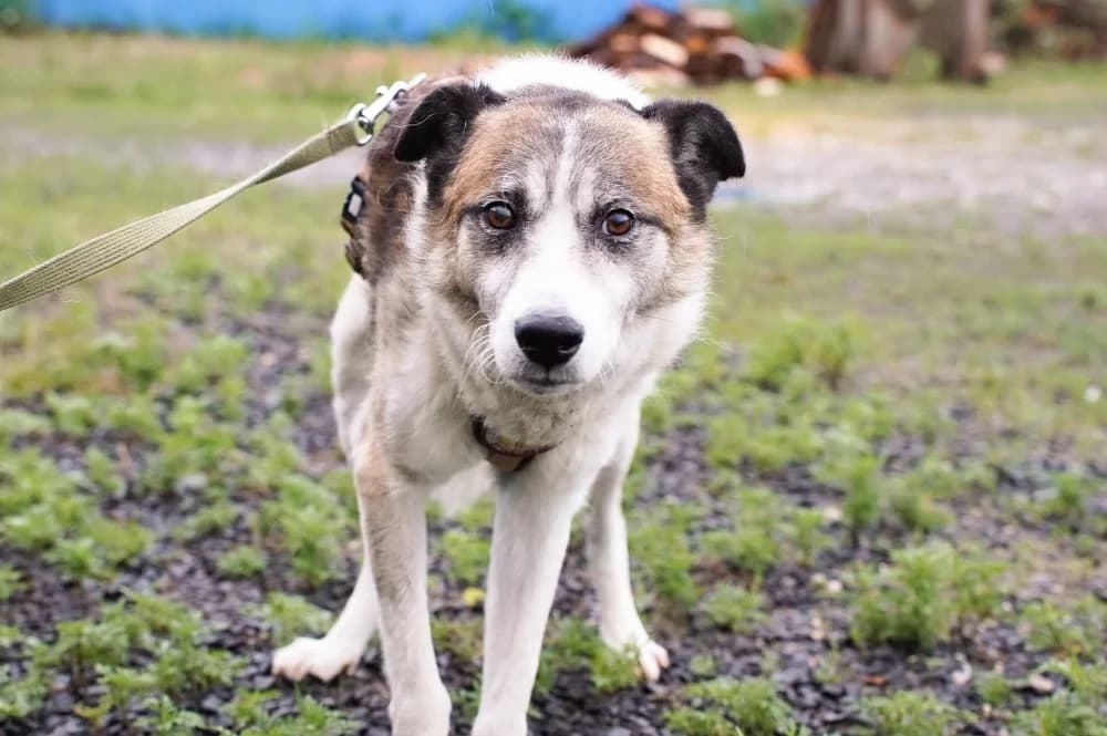 Karl-Heinz, braun male 3yo Mixed Breed for adoption at Ein Herz für Streuner e.V., München