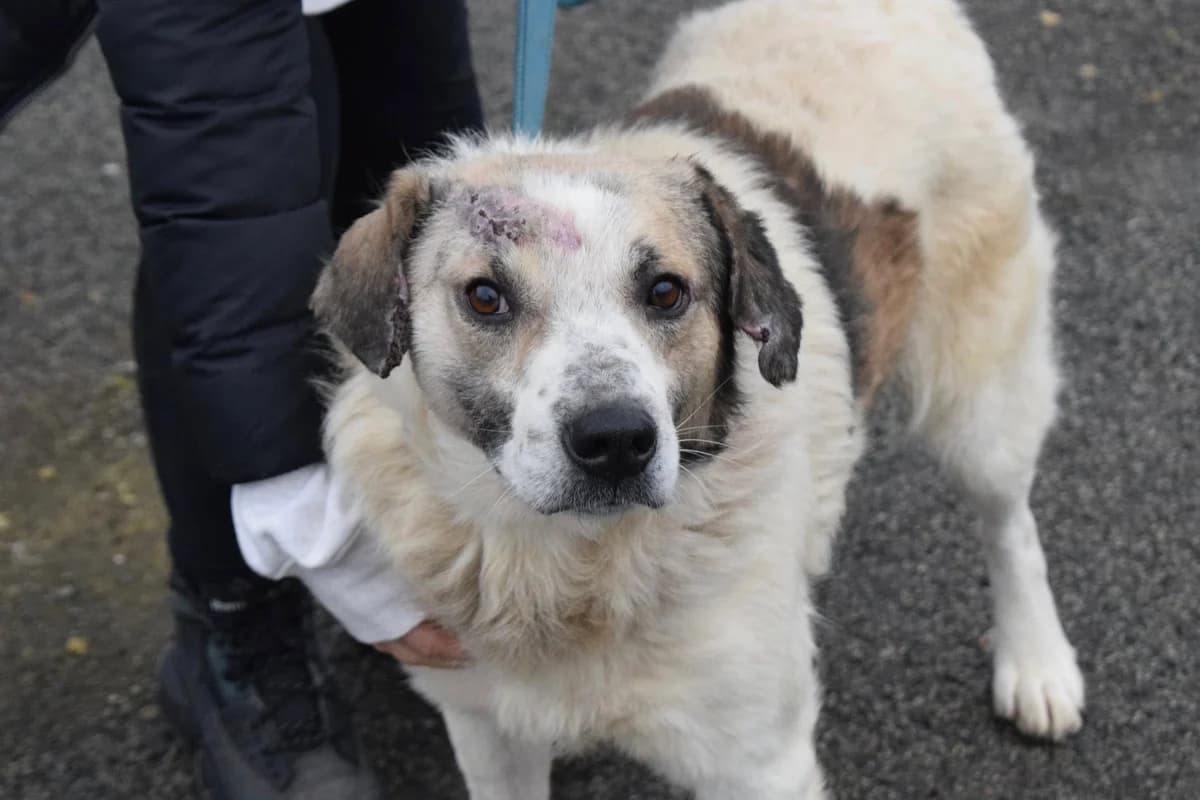 Karl-Hoinz, male 5yo Mixed Breed for adoption at Ein Herz für Streuner e.V., München