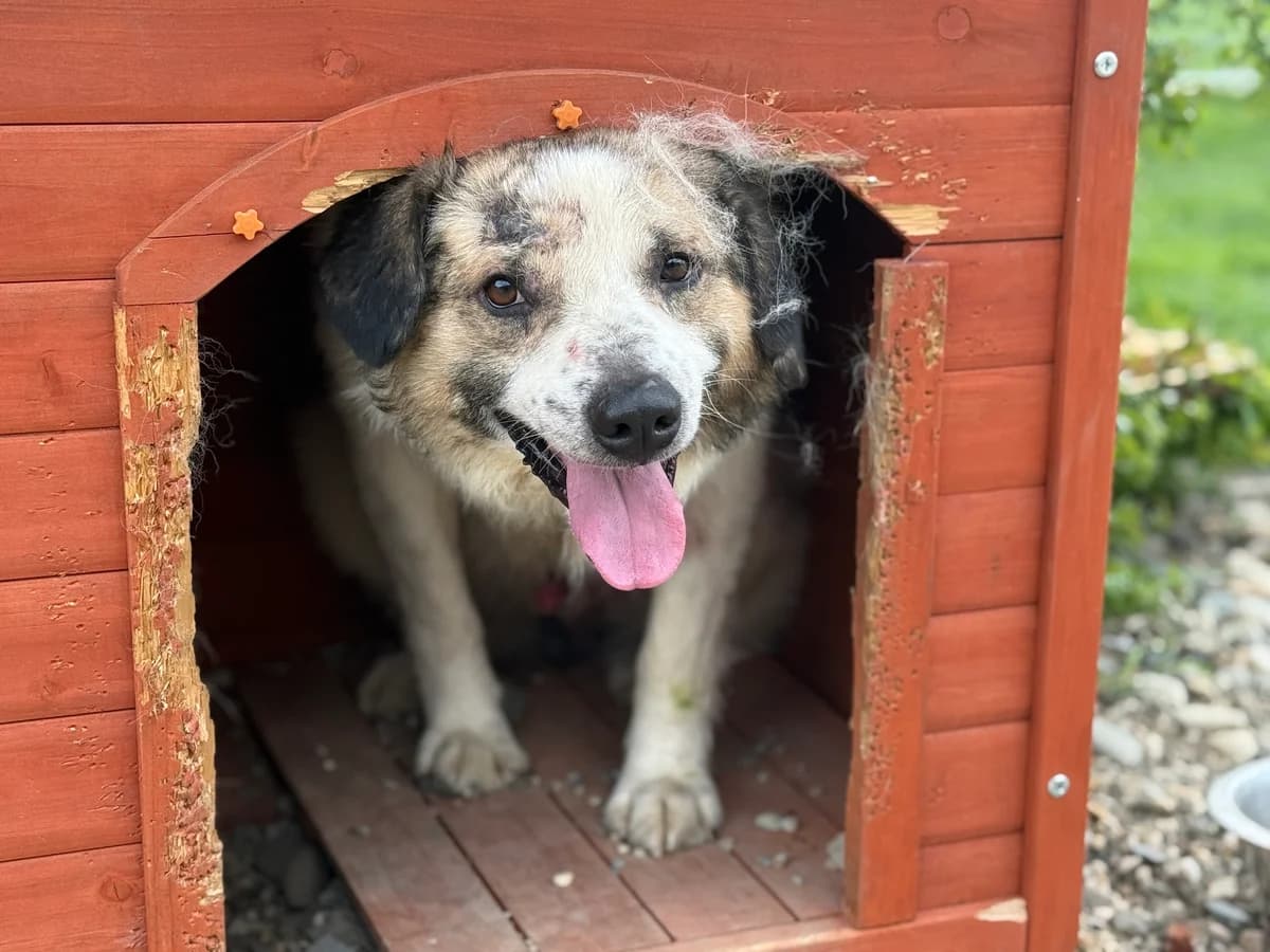 Karl-Hoinz, male 5yo Mixed Breed for adoption at Ein Herz für Streuner e.V., München