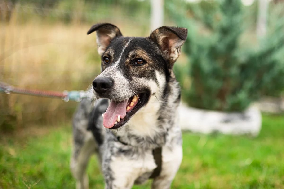 Karlchen, male 5yo Mixed Breed for adoption at Ein Herz für Streuner e.V., München