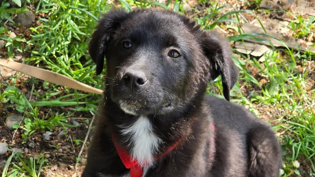 Karlheinz, male puppy Mixed Breed for adoption at Ein Herz für Streuner e.V., München