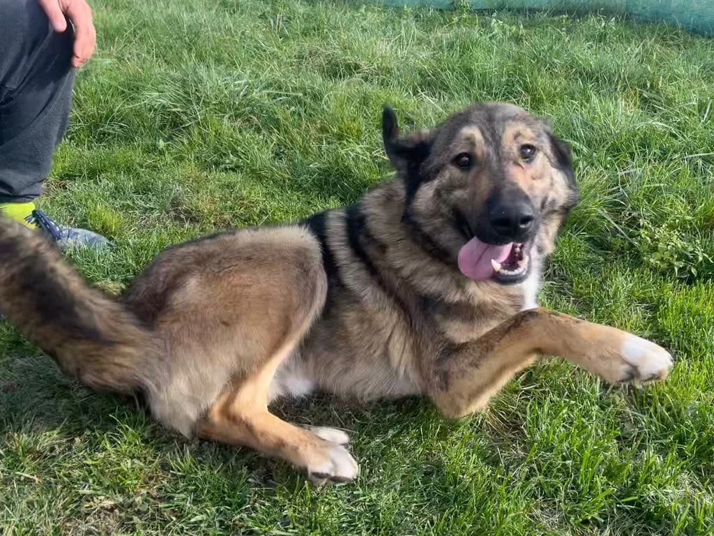 Karli, male young Mixed Breed for adoption at Ein Herz für Streuner e.V., München
