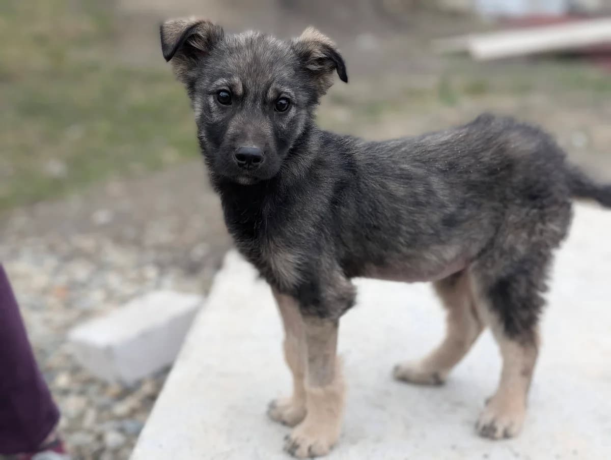 Karlie, schwarz male puppy Mixed Breed for adoption at Ein Herz für Streuner e.V., München
