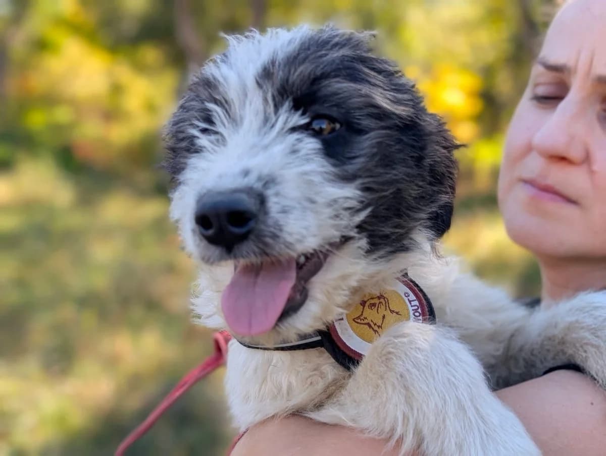 Karlina, female puppy Mixed Breed for adoption at Ein Herz für Streuner e.V., München