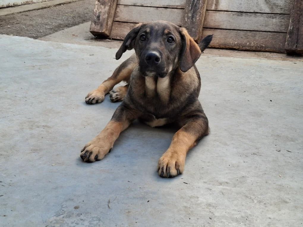 Karlito, male puppy Mixed Breed for adoption at Ein Herz für Streuner e.V., München