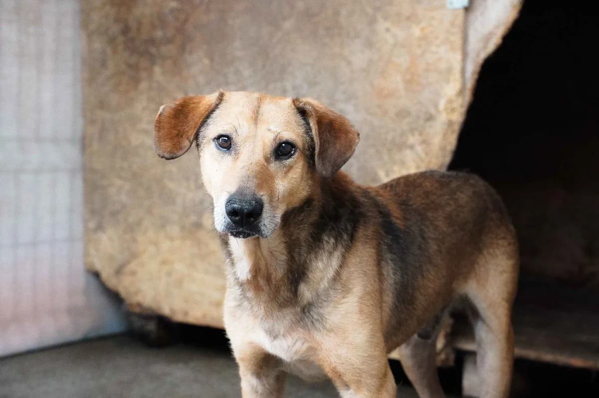 Karlo, male 5yo Mixed Breed for adoption at Ein Herz für Streuner e.V., München