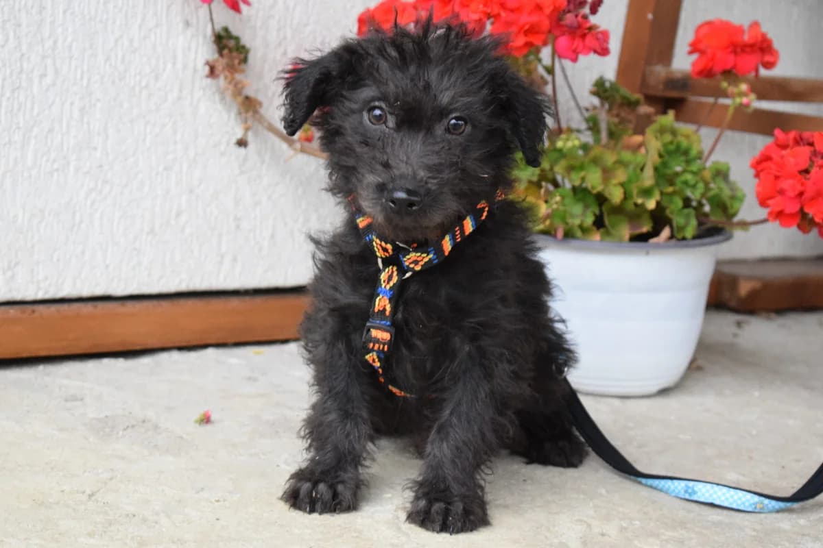 Karlo, male puppy Mixed Breed for adoption at Ein Herz für Streuner e.V., München