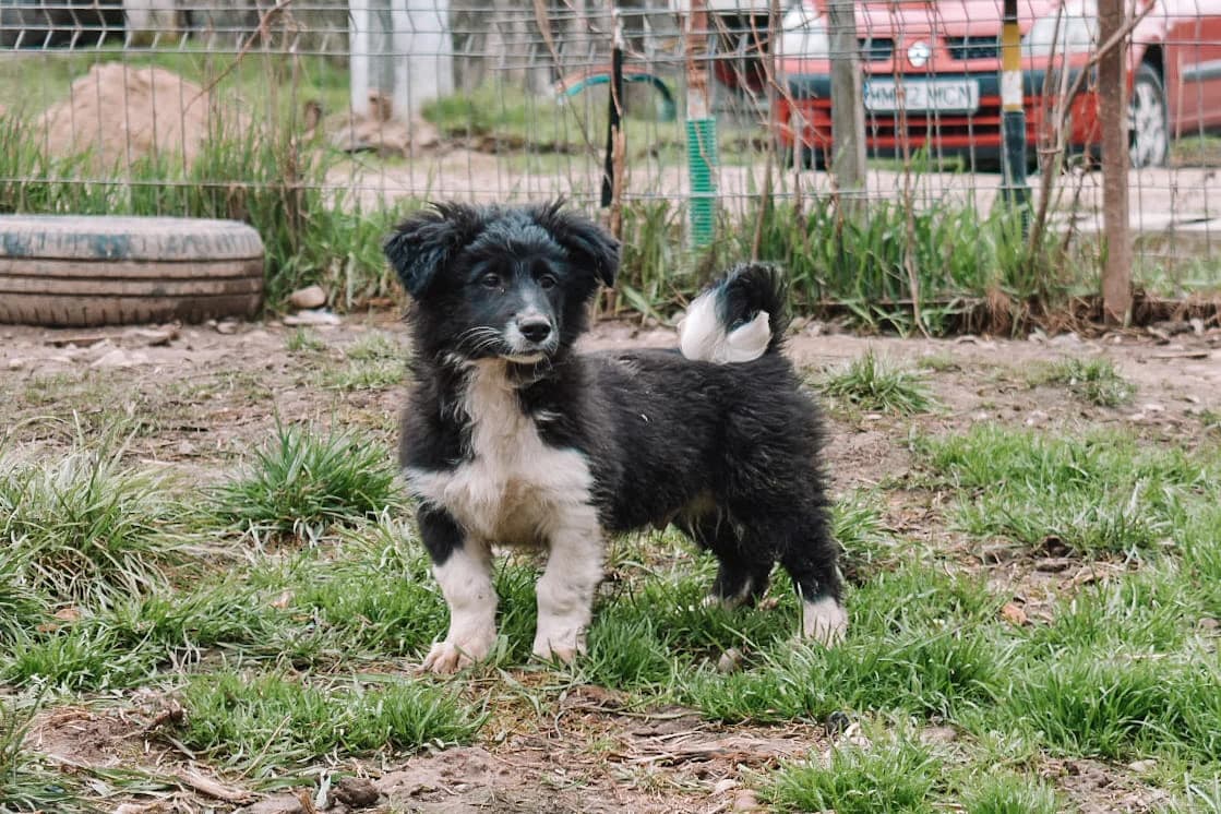 Karlson, male puppy Mixed Breed for adoption at Ein Herz für Streuner e.V., München