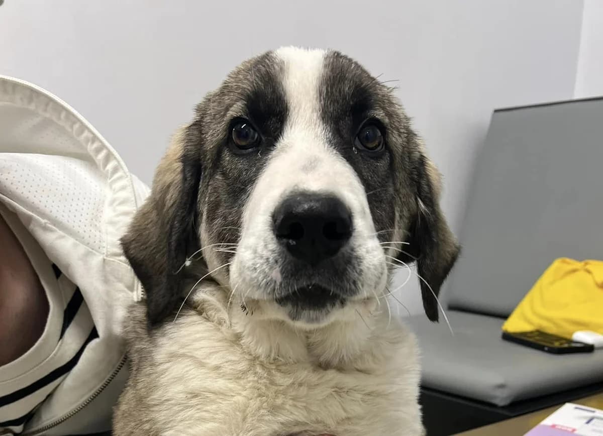 Karlsson, schwarz young Mixed Breed for adoption at Ein Herz für Streuner e.V., München