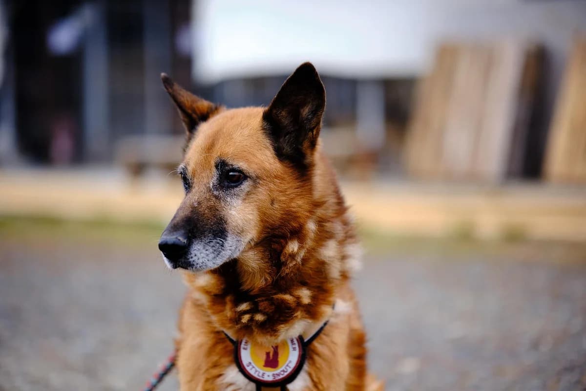 Karol, male senior Mixed Breed for adoption at Ein Herz für Streuner e.V., München