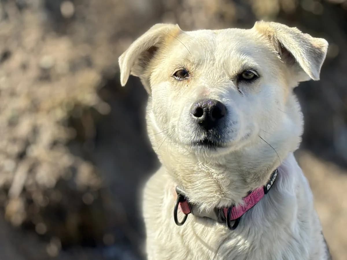 Karolina, female senior Mixed Breed for adoption at Ein Herz für Streuner e.V., München
