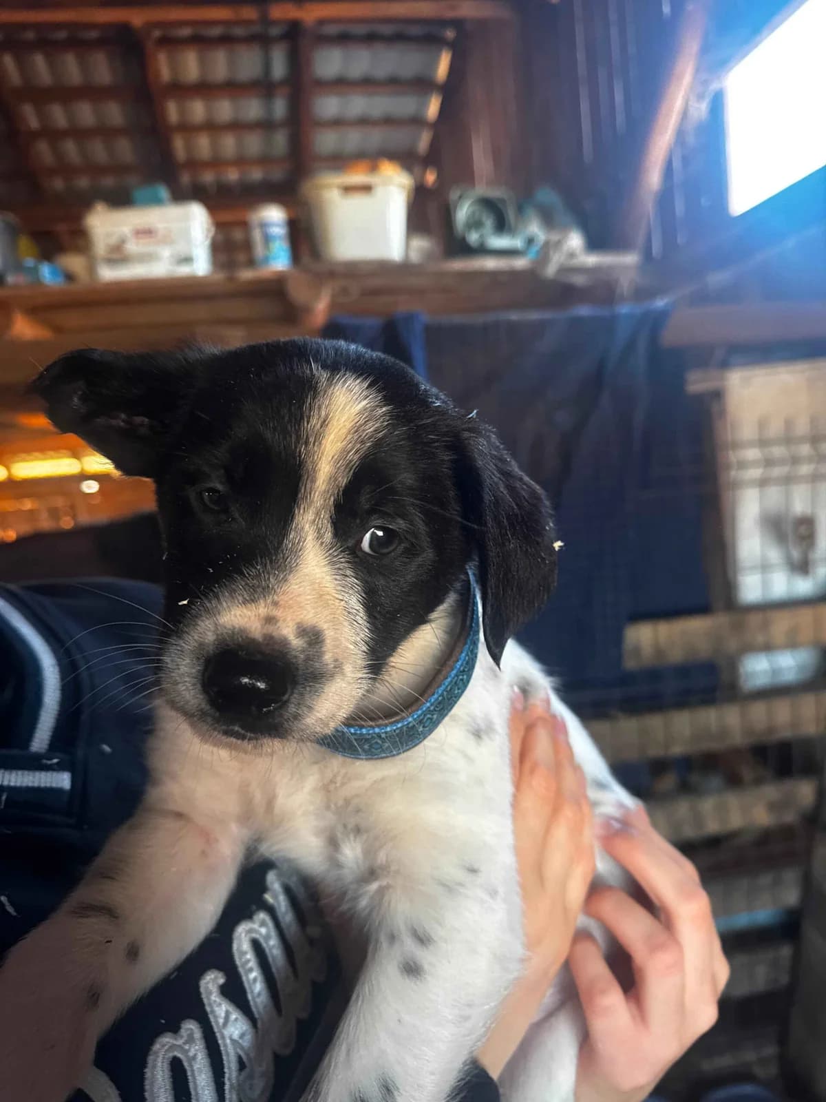 Kartoffel, male puppy Mixed Breed for adoption at Ein Herz für Streuner e.V., München