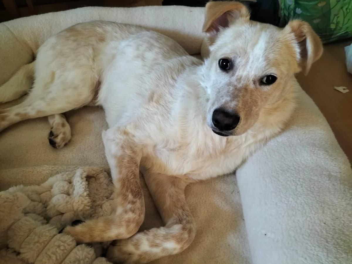Kasimus, beige male puppy Mixed Breed for adoption at Ein Herz für Streuner e.V., München