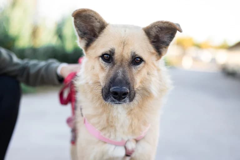 Kaspar, male 3yo Mixed Breed for adoption at Ein Herz für Streuner e.V., München