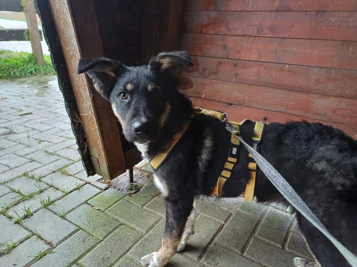 Kasper, male puppy Mixed Breed for adoption at Ein Herz für Streuner e.V., München