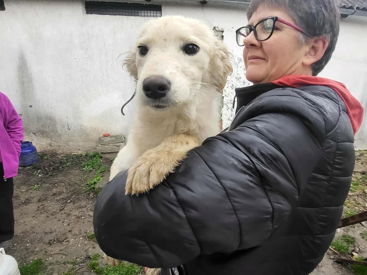 Kassandra, female puppy Mixed Breed for adoption at Ein Herz für Streuner e.V., München
