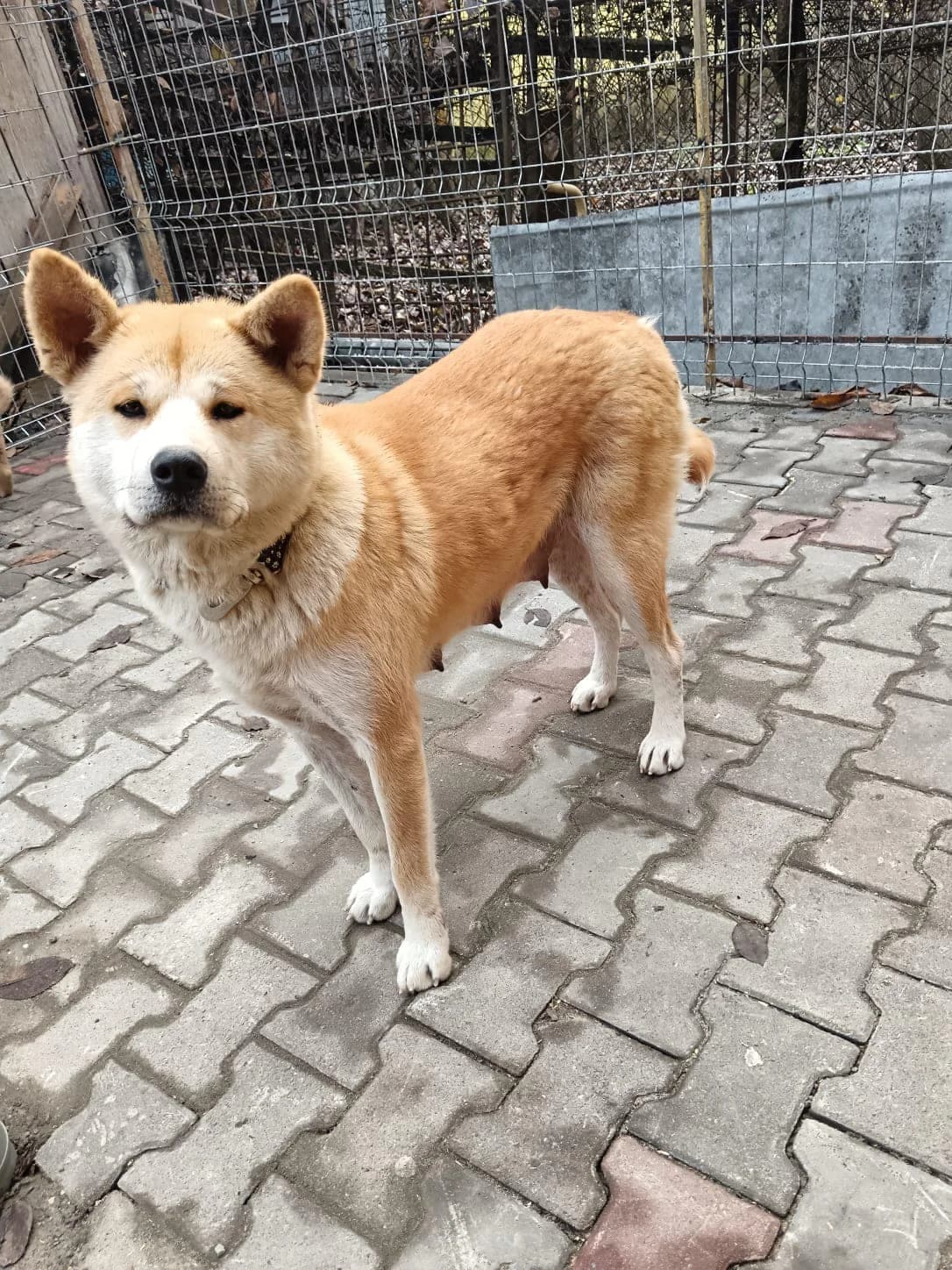 Katara, female young Mixed Breed for adoption at Ein Herz für Streuner e.V., München