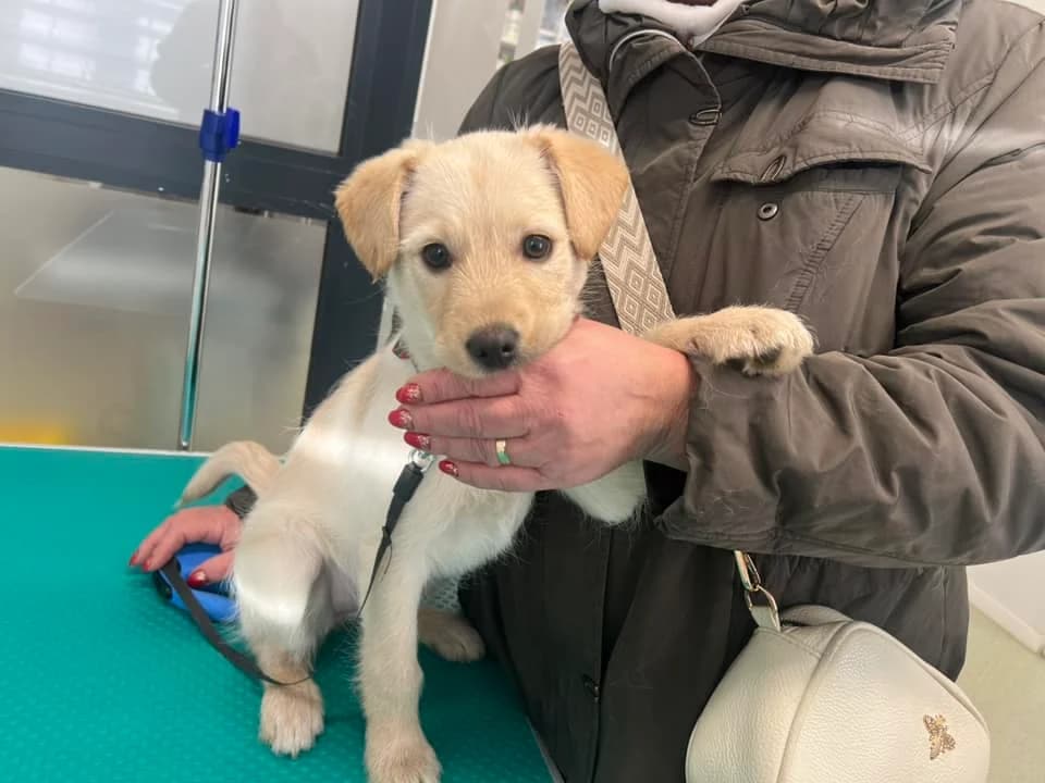 Kate, female puppy Mixed Breed for adoption at Ein Herz für Streuner e.V., München